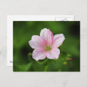 Geranium Postkarte (Vorne/Hinten)
