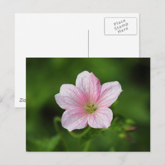 Geranium Postkarte (Vorne/Hinten)
