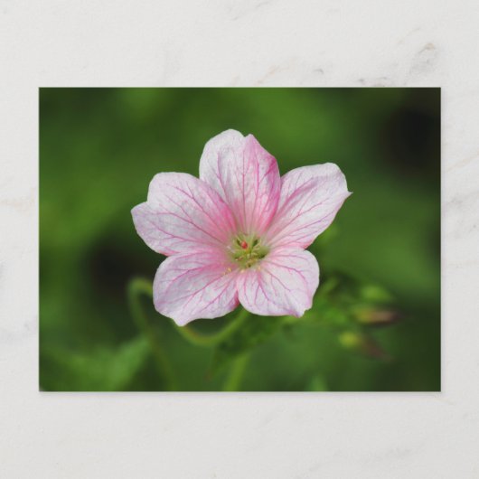Geranium Postkarte (Vorderseite)