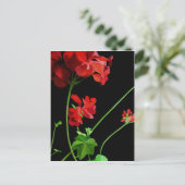 Geranium Postkarte (Stehend Vorderseite)