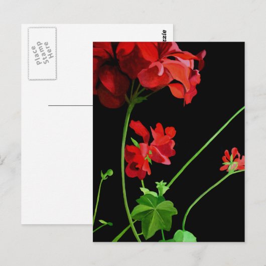 Geranium Postkarte (Vorne/Hinten)