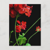 Geranium Postkarte (Vorderseite)