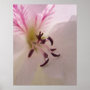 Geranium Print Poster