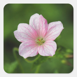 Geranium Quadratischer Aufkleber