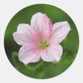 Geranium Runder Aufkleber (Vorderseite)