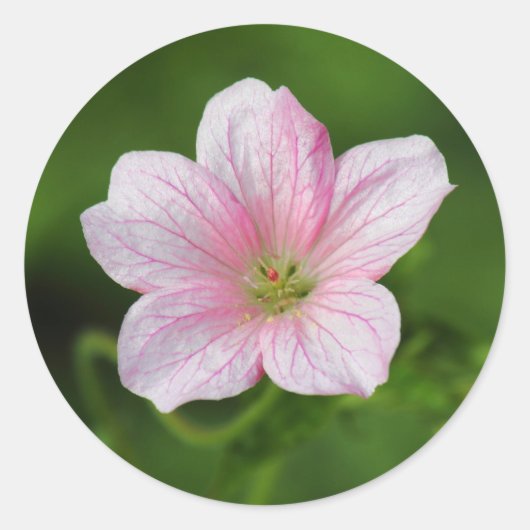 Geranium Runder Aufkleber (Vorderseite)