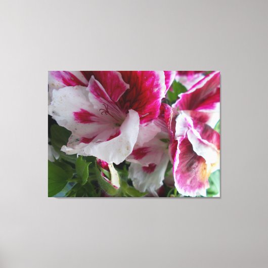 Geranium Stretched Canvas Print Leinwanddruck (Vorderseite)