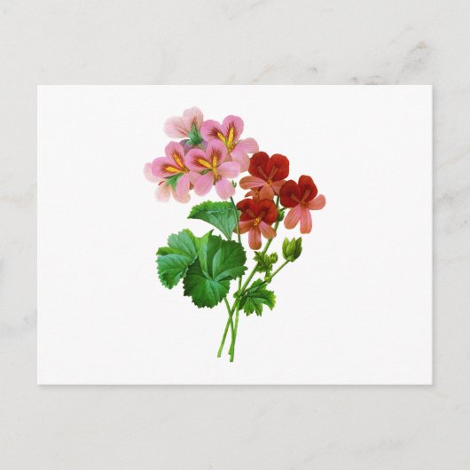 Geranium Variete von Pierre Joseph Redoute Postkarte (Vorderseite)