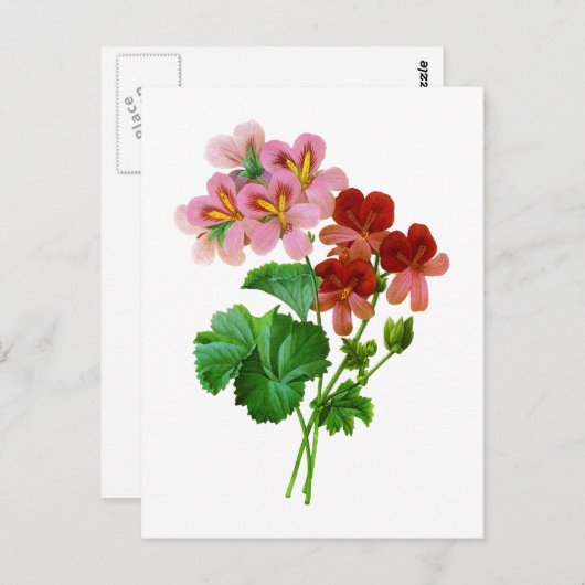 Geranium Variete von Pierre Joseph Redoute Postkarte (Vorne/Hinten)