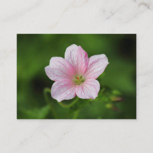Geranium Visitenkarte