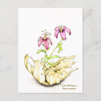 Geranium wildflower watercolor postkarte