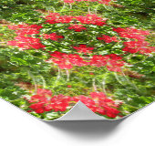 Geraniums Galore... Poster (Ecke)