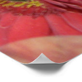 Gerber Daisies Poster (Ecke)