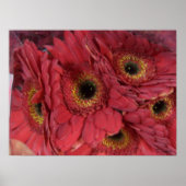 Gerber Daisies Poster (Vorne)