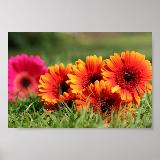 Gerber Daisies Poster (Vorne)