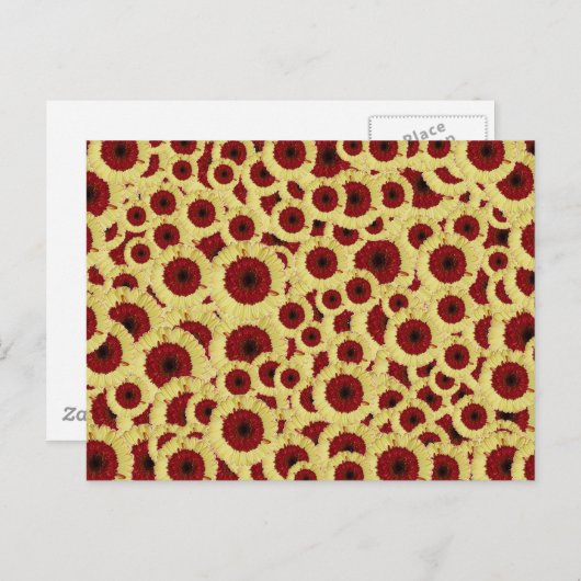 Gerber Daisies Postkarte (Vorne/Hinten)