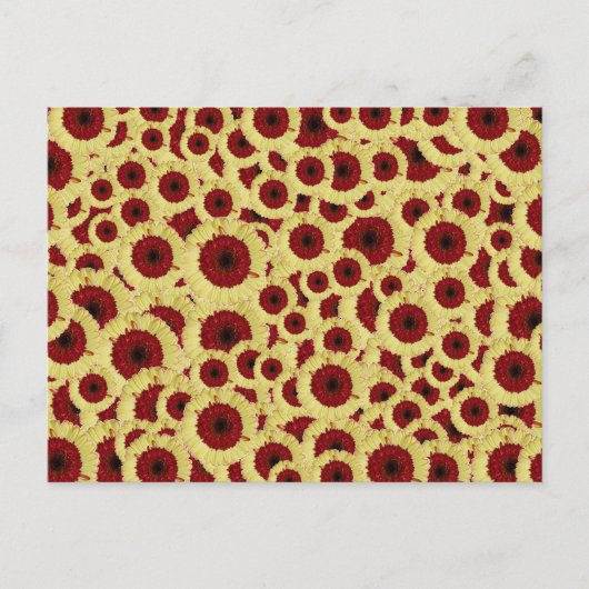 Gerber Daisies Postkarte (Vorderseite)