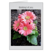 Gerber Daisy (Vorne)