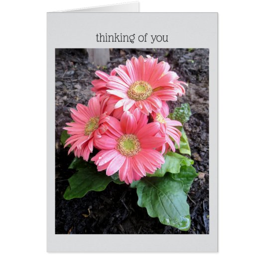 Gerber Daisy (Vorne)