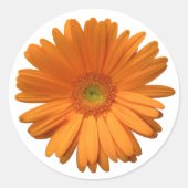 Gerber Daisy Aufkleber (Vorderseite)
