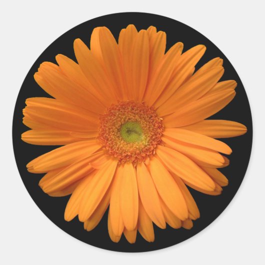 Gerber Daisy Aufkleber (Vorderseite)