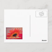Gerber Daisy Foto Postcard Postkarte (Rückseite)
