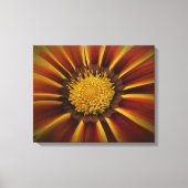 Gerber Daisy in Black Vignette Leinwand (Vorderseite)
