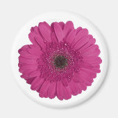 Gerber Daisy Magnet (Vorne)