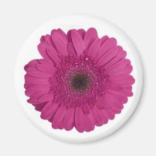 Gerber Daisy Magnet (Vorne)