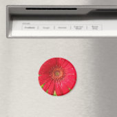 Gerber Daisy Magnet (In Situ (Geschirrspüler))