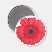 Gerber Daisy Magnet (Vorderseite/Rückseite)