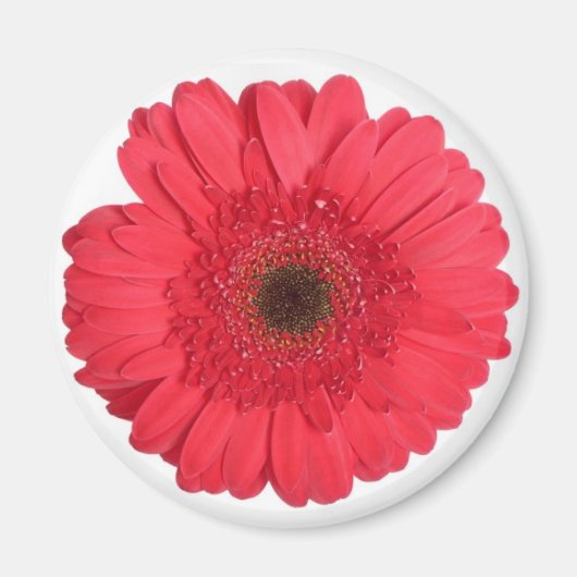 Gerber Daisy Magnet (Vorne)