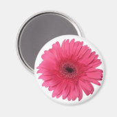 Gerber Daisy Magnet (Vorderseite/Rückseite)