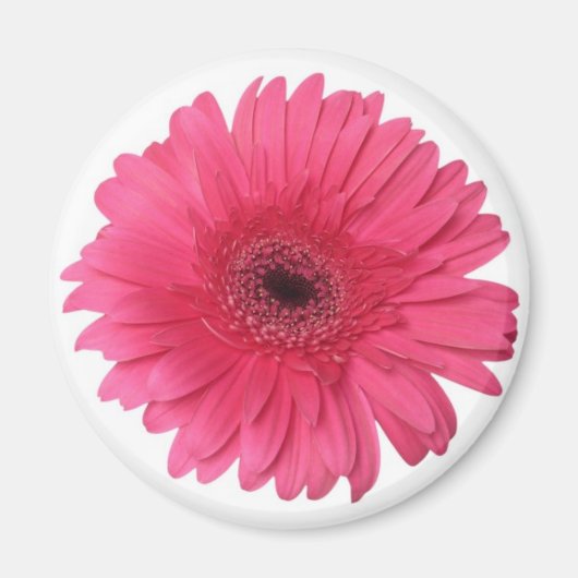 Gerber Daisy Magnet (Vorne)