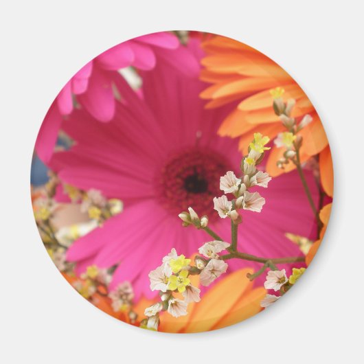 Gerber Daisy Magnet (Vorne)