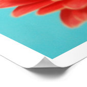 Gerber Daisy Poster (Ecke)