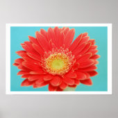 Gerber Daisy Poster (Vorne)