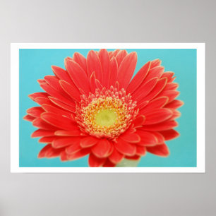 Gerber Daisy Poster