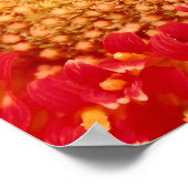 Gerber Daisy Poster (Ecke)