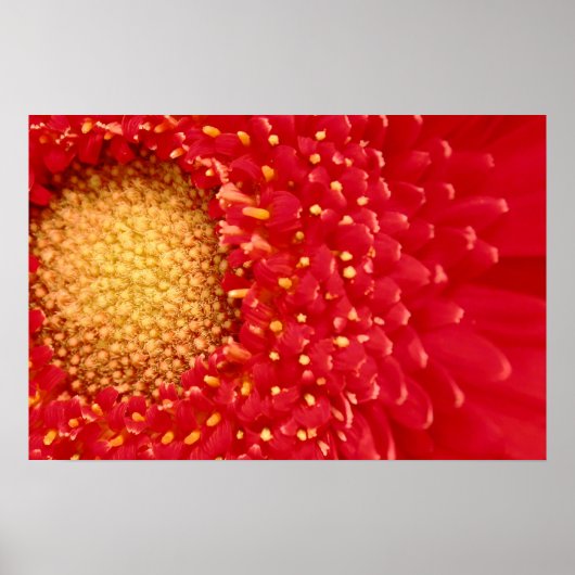 Gerber Daisy Poster (Vorne)