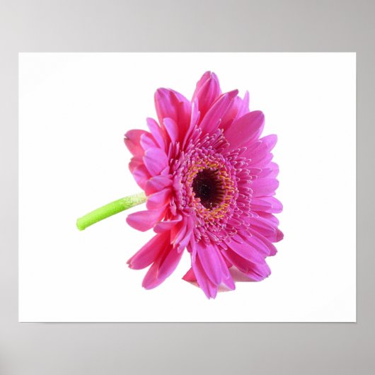 Gerber Daisy Poster Print (Vorne)