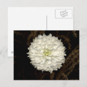 Gerber Daisy Postkarte (Vorne/Hinten)