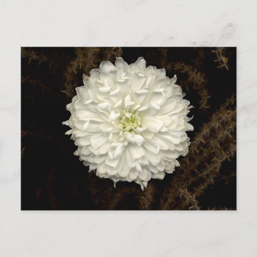 Gerber Daisy Postkarte (Vorderseite)