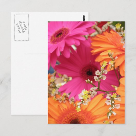 Gerber Daisy Postkarte (Vorne/Hinten)