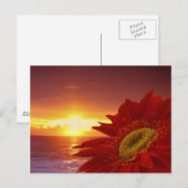 Gerber Daisy und Sonnenuntergang Postkarte (Vorne/Hinten)