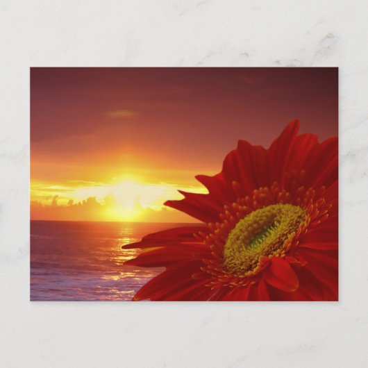 Gerber Daisy und Sonnenuntergang Postkarte (Vorderseite)