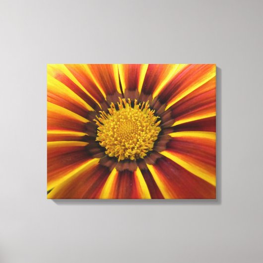 Gerber Daisy Up Nahe und persönliche Leinwand (Vorderseite)