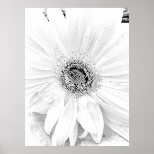 Gerber Daisy Upclose Poster (Vorne)
