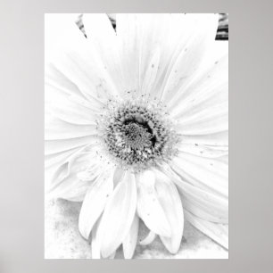 Gerber Gänseblümchen Upclose Poster