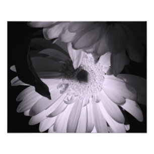 "Gerber Poesie-" photographischer Druck